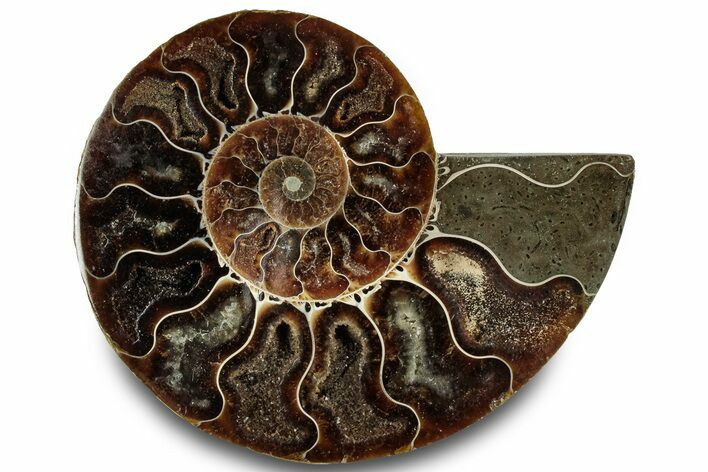 Cut & Polished Ammonite Fossil (Half) - Madagascar #323294